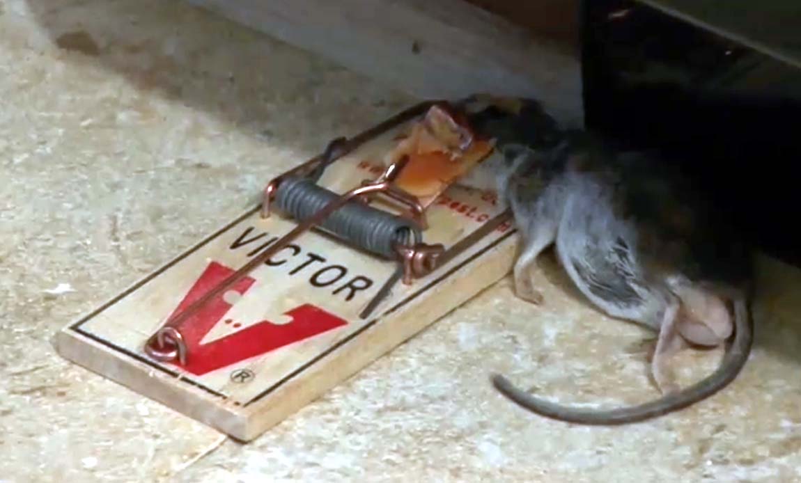 Cara Membasmi Tikus