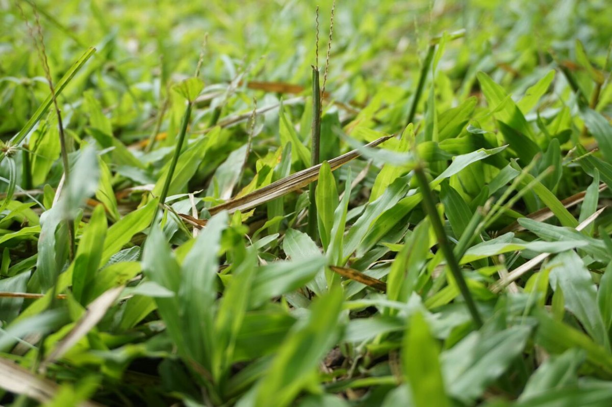 Mesin Pemotong Rumput