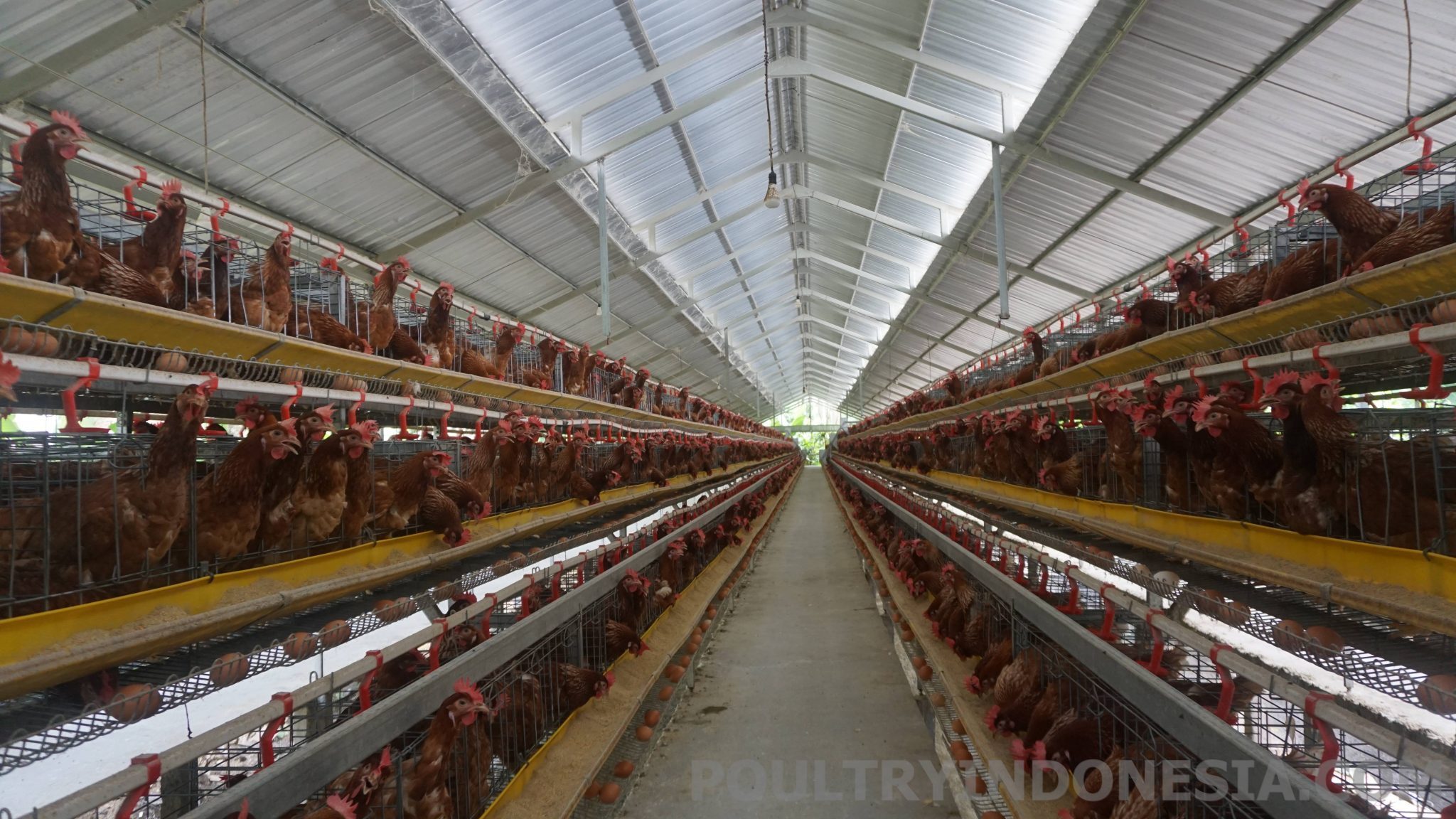 cara beternak ayam petelur