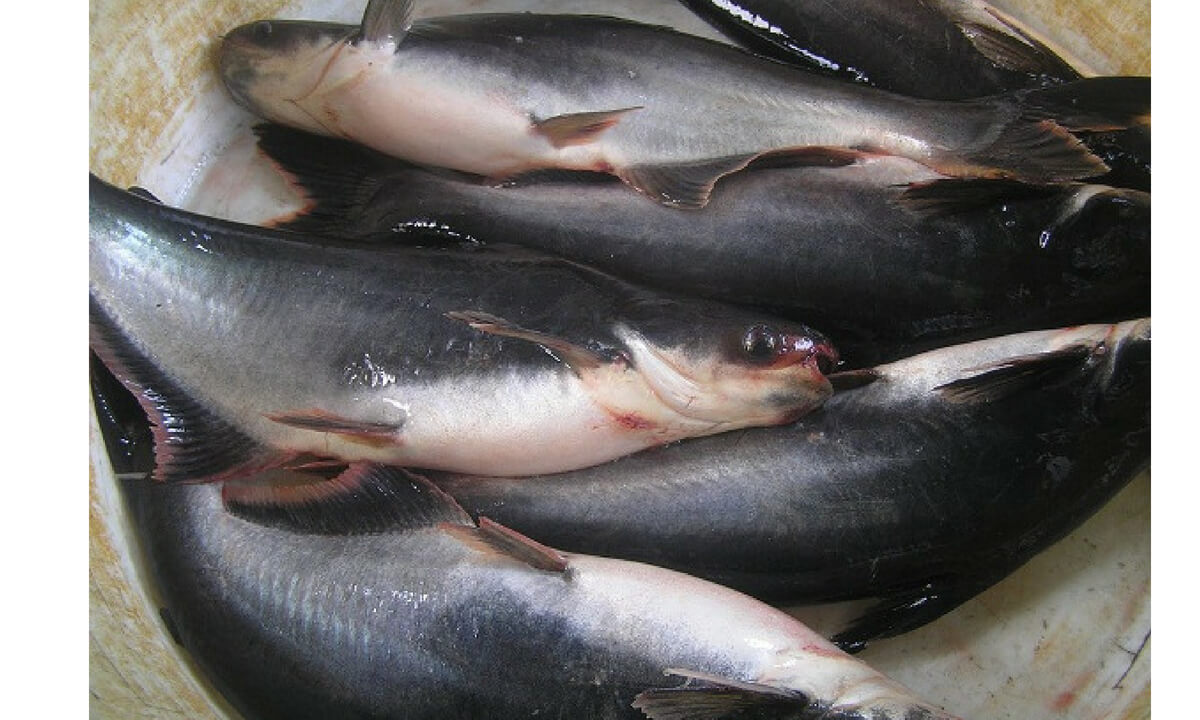budidaya ikan patin