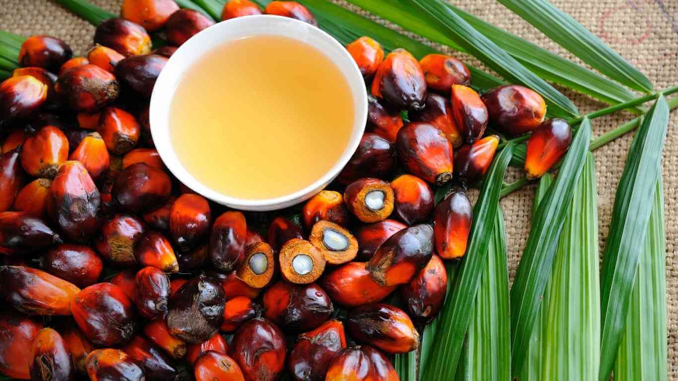 Cara Mengolah CPO Menjadi Minyak Goreng